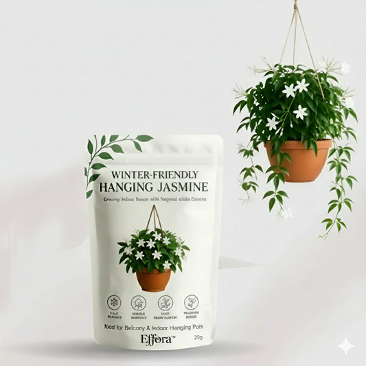 Winter-Friendly Hanging Jasmine — Dreamy Indoor Flower