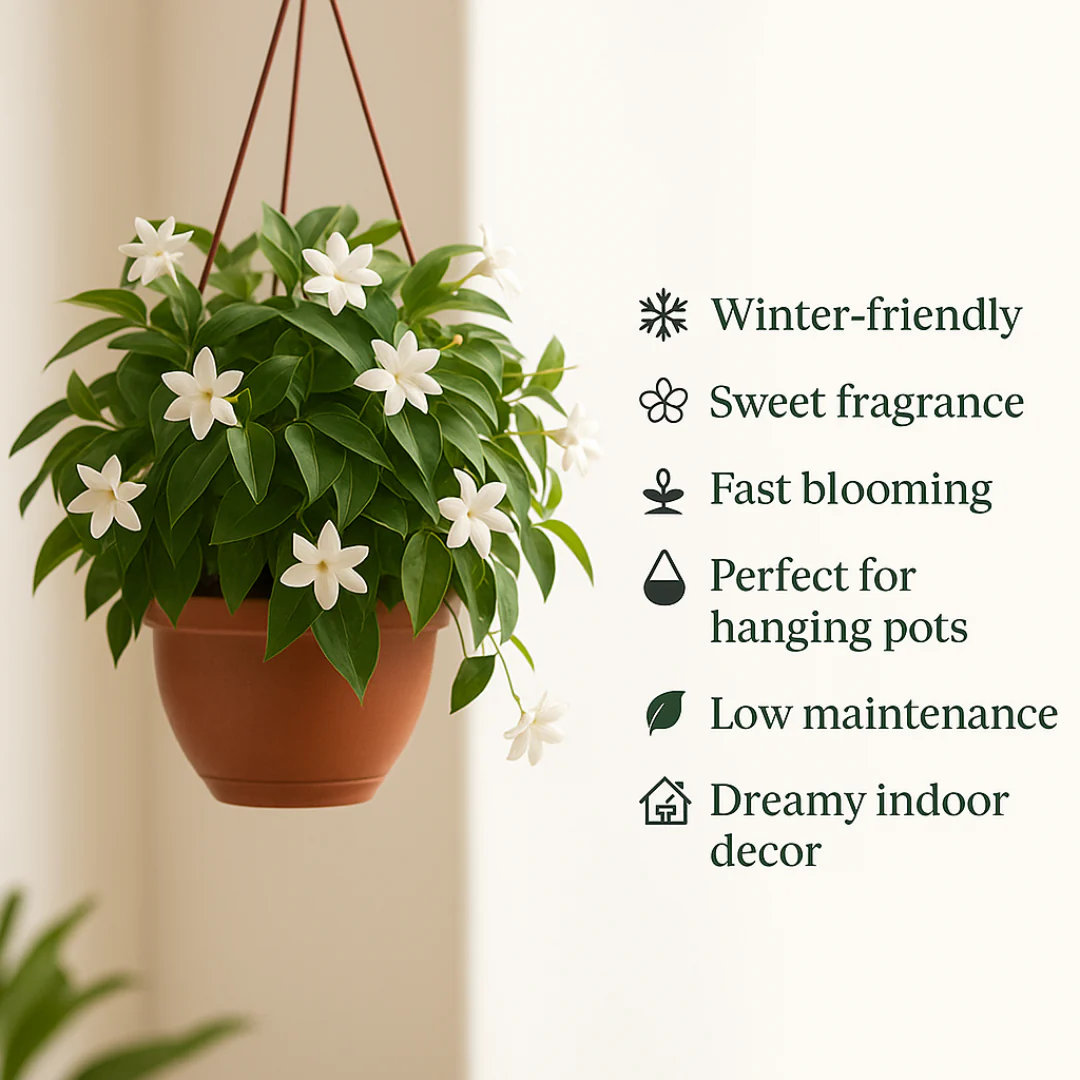 Winter-Friendly Hanging Jasmine — Dreamy Indoor Flower